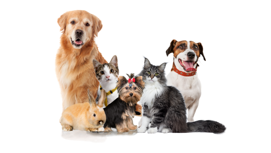 Hospedagem Pet Brasília-DF